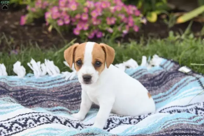 ?Filhotes de Jack Russell Terrier disponíveis - pronta entrega?