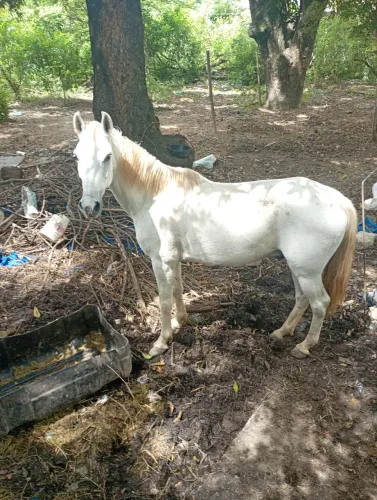 Cavalo