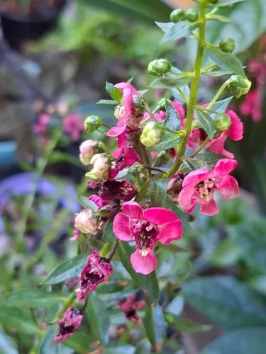 Plantas naturais 