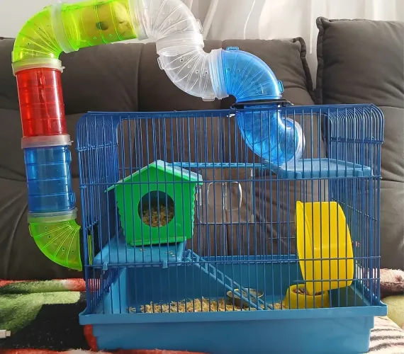 Hamster