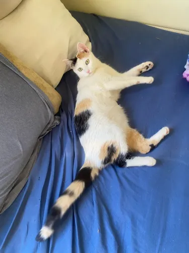 Doa se gatinha fêmea