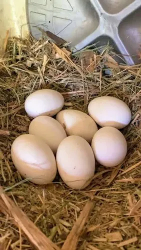 ovos de ganso