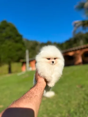 LULU DA POMERÂNIA EXCLUSIVO!!!