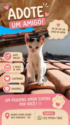 Gato macho filhote para adoção (castrado)