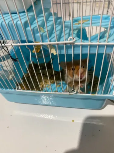 Hamster Sírio Para Adoção/Doação 