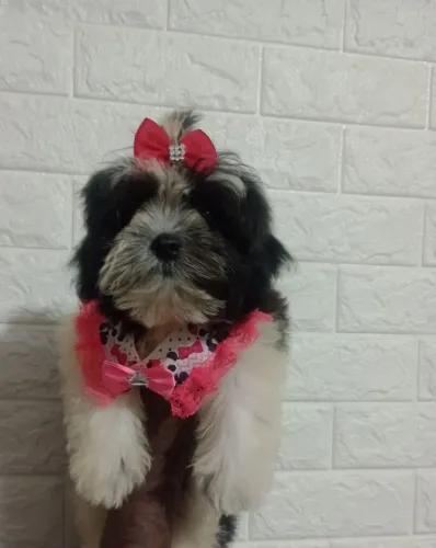Shih Tzu Fêmea