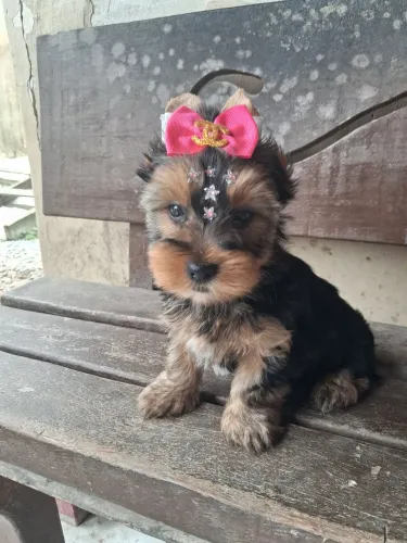Yorkshire Terrier 