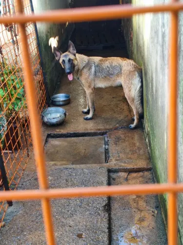 Pastor Belga Malinois Fêmea 11 Meses