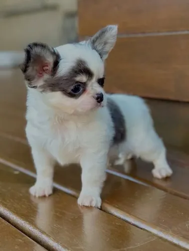 Chihuahua adorável