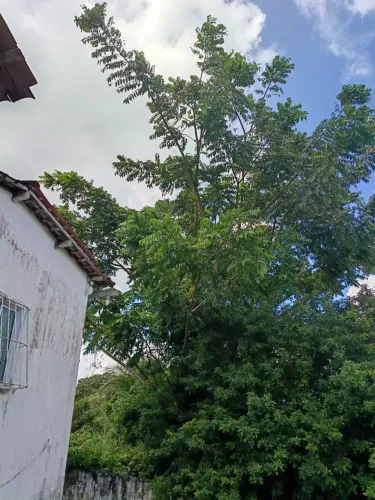 Faço corte de árvores em Recife e região 