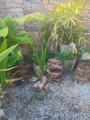 Muda de coco Misto 