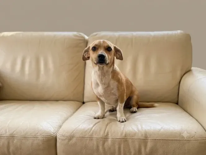 Doa-se cachorrinho