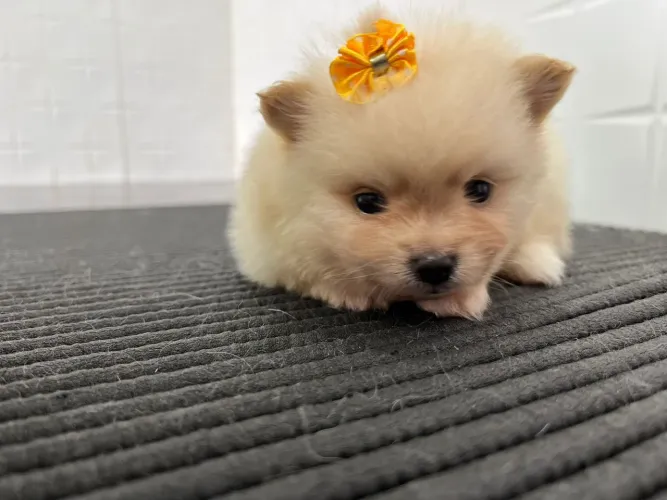 Lindo filhote de lulu pomerania anão ?