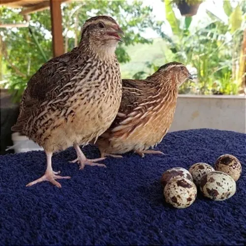 Codornas e ovos a venda 