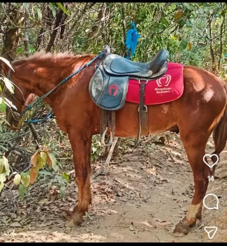 Cavalo de treis anos