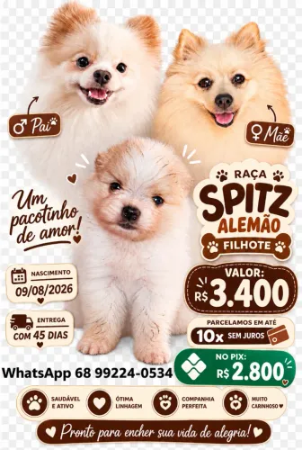 Filhote Spitz Alemão Lulu da Pomerânia