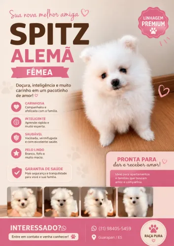 Filhote de Lulu da pomeranea