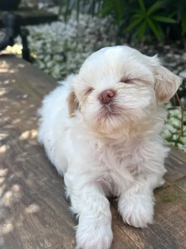Shih tzu fêmeas