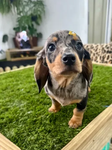 Basset Dachshund fêmea kaninchen