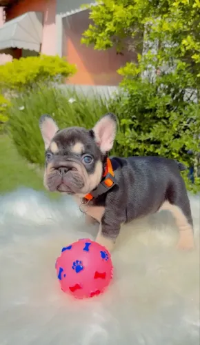 Bulldog francês chocolate 