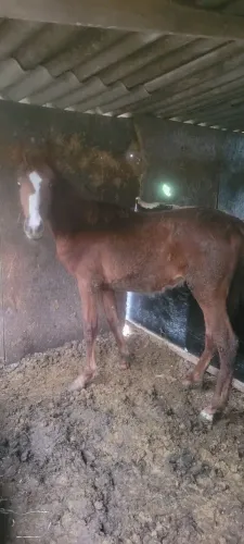 Potro 9 meses marchador
