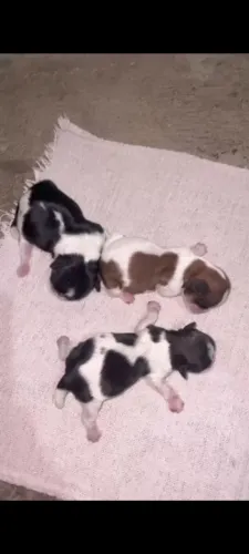 Vendo seis filhotes de shiatsu