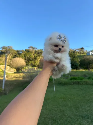 Lulu da pomerania Ursinho, branco neve