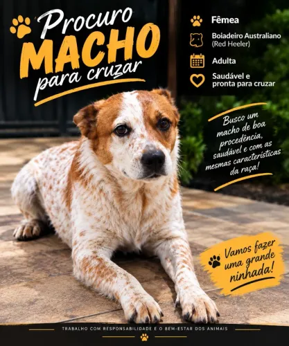 Boiadeiro Australiano