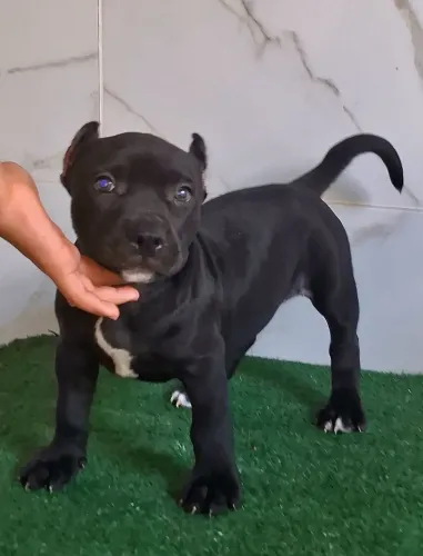 Filhotes de pitmonster com genética de qualidade