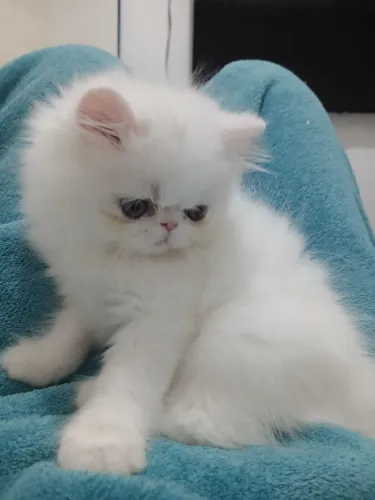 Filhote gato persa