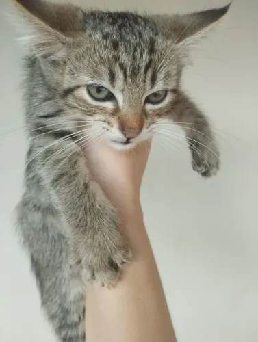 Gatinho para doação