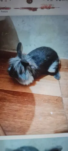 Vende se coelho cabeça de leão 