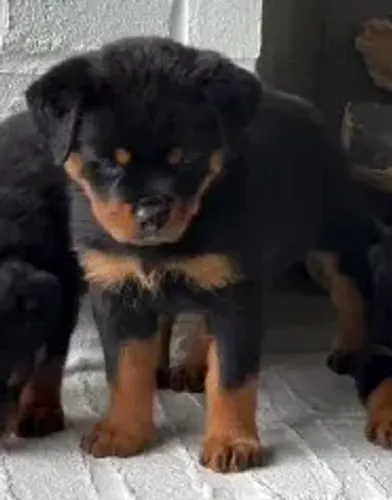 ROTTWEILER - FILHOTES DISPONÍVEIS