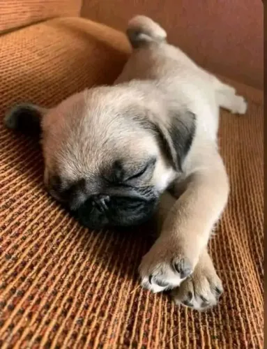 Pug um lindo filhote
