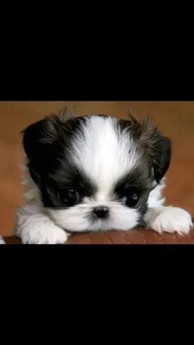 Bebês Shih Tzu