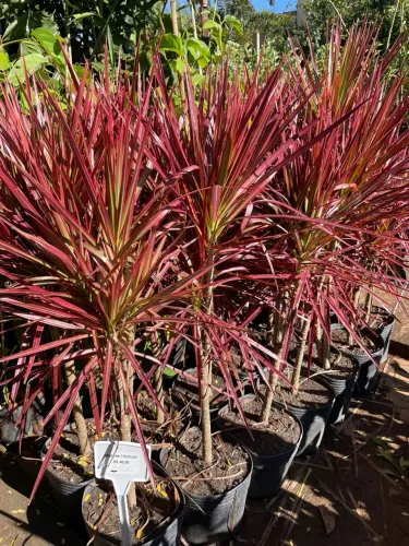 Dracena Tricolor