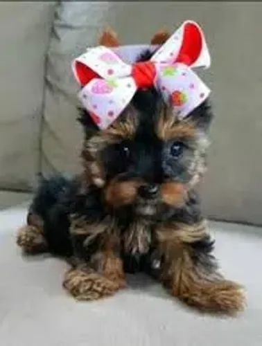 yorkshires para sua mao 