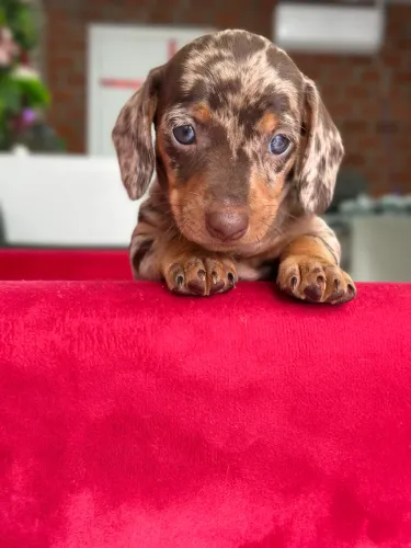 Dachshund Arlequim chocolate 