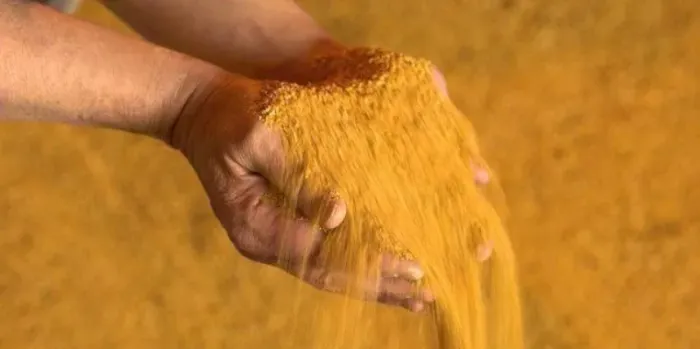 DDG DE MILHO VEM EM MATO GROSSO E REGIÃO 