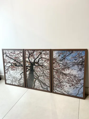 Trio de Quadros Árvore com Vidro 60x40