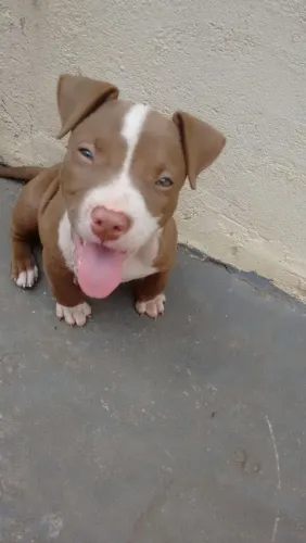 Filhote de Pitbull Fofa