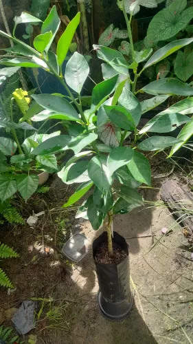 Muda de Limão Siciliano Enxertado saudável e pronta para o plantio. Entregamos. 