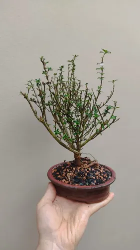 Bonsai de Serissa Branca - 3 anos (Árvore das Mil Estrelas)