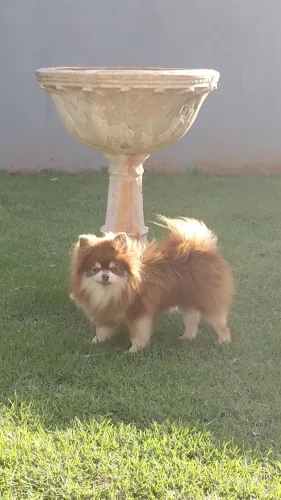 Spitz alemão chocotan para cruza