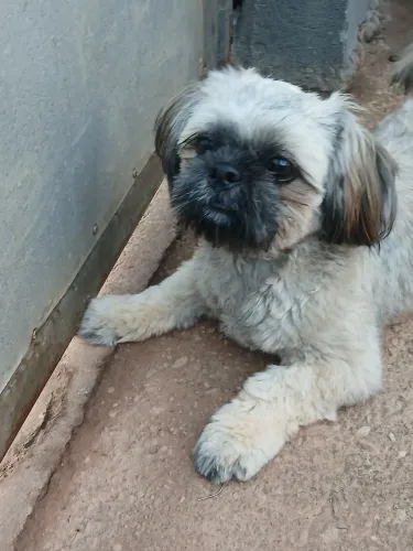 Cachorro 
