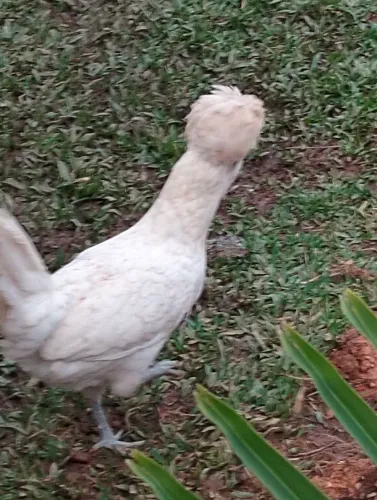 Galinha polonesa legítima 