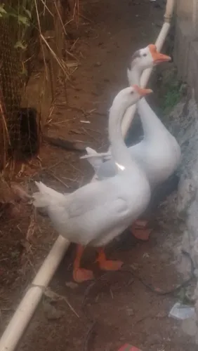Casal de gansos sinaleiros chinês 