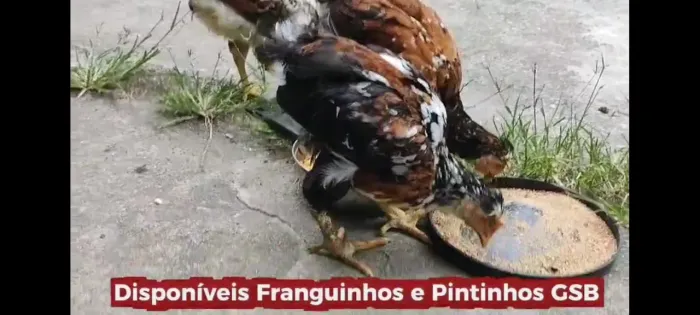 Galinha Sertaneja Balão Tradicional da Bahia. Ovos férteis, pintinhos e franguinhos.