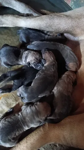 Filhotes de fila Brasileiro