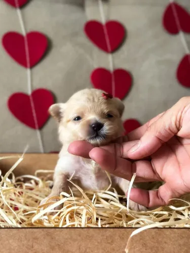 Lulu da Pomerânia machos e fêmeas bem pequenino .